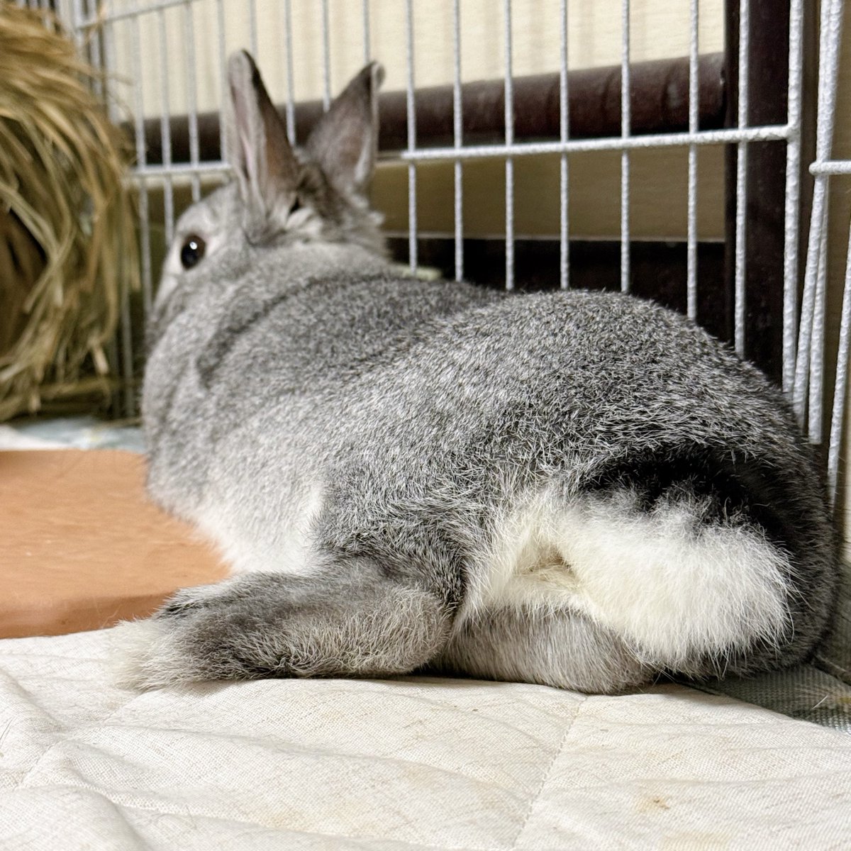 바람（baram）ちゃん tweet media