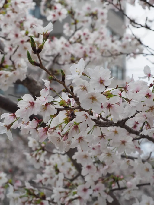 #妙法寺川 に #桜 を見に行ってきました。 今日はさくらまつりで結構な人出、桜は昨日の大雨&大風にも耐えよく咲いていて実にお花見日和でありました。 イベントで兵庫県警の白バイが来ていたのですが、昨年導入されたNT1100PじゃなくてCB1300Pだったのでちょっとだけ残念 #お花見2026