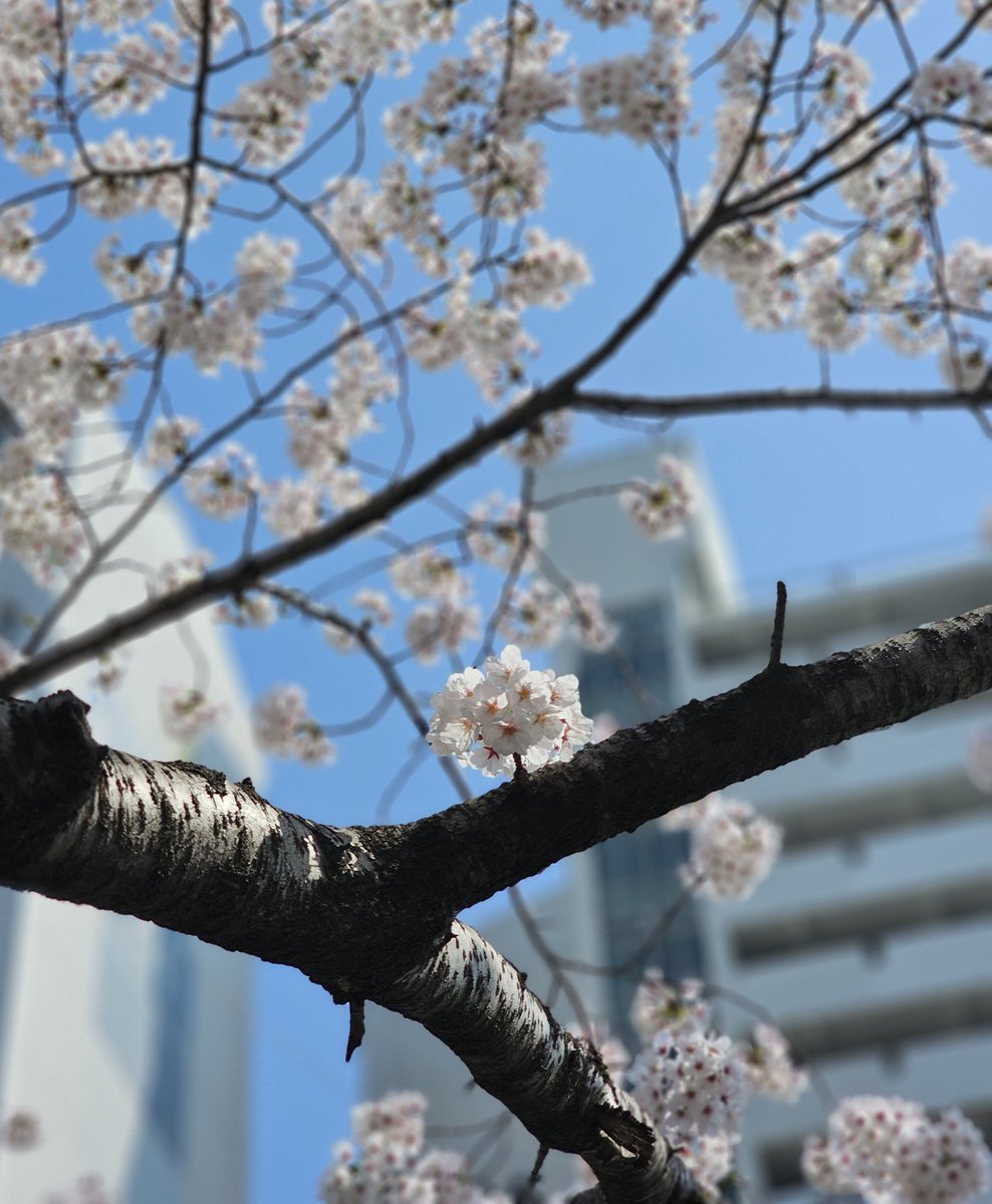 별행자 tweet media