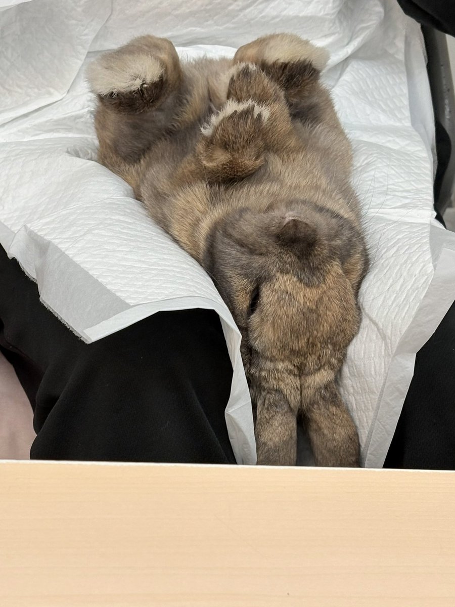 うさぎのポパイ tweet media