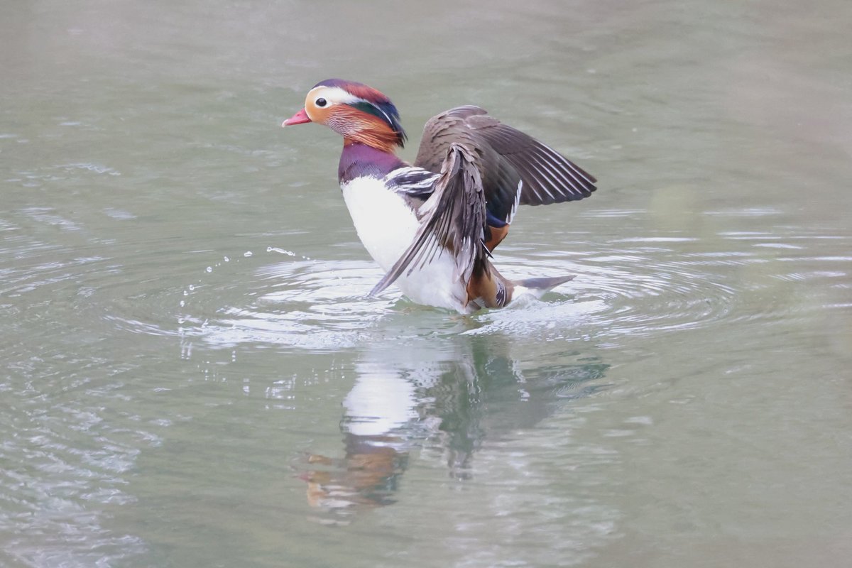 カミさんのお誘いで近所の公園×3散策。
公園から公園、また公園から公園へと歩いて歩いて春の小鳥たちを捕獲。
いつものエナガに加えて、ウグイス、オシドリ見れました♪