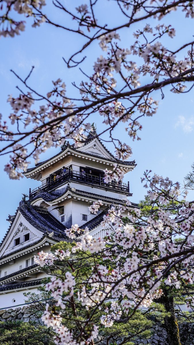 ジョーハク（高知県立高知城歴史博物館） tweet media