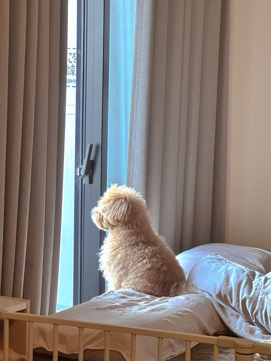 からあげという犬 tweet media