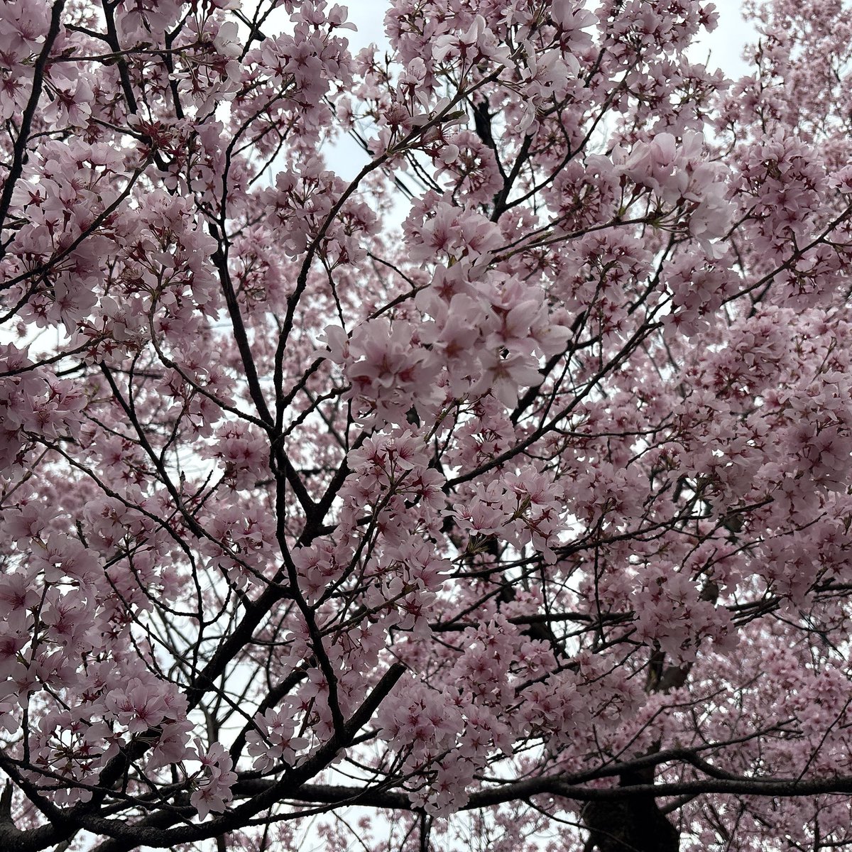 ﾇﾓﾑﾙ。 tweet media