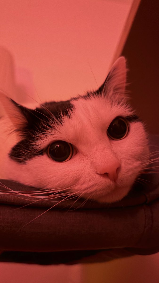 я можу показувати лише кицьку, щоб ви давали гроші, більше показати нічого 🥲