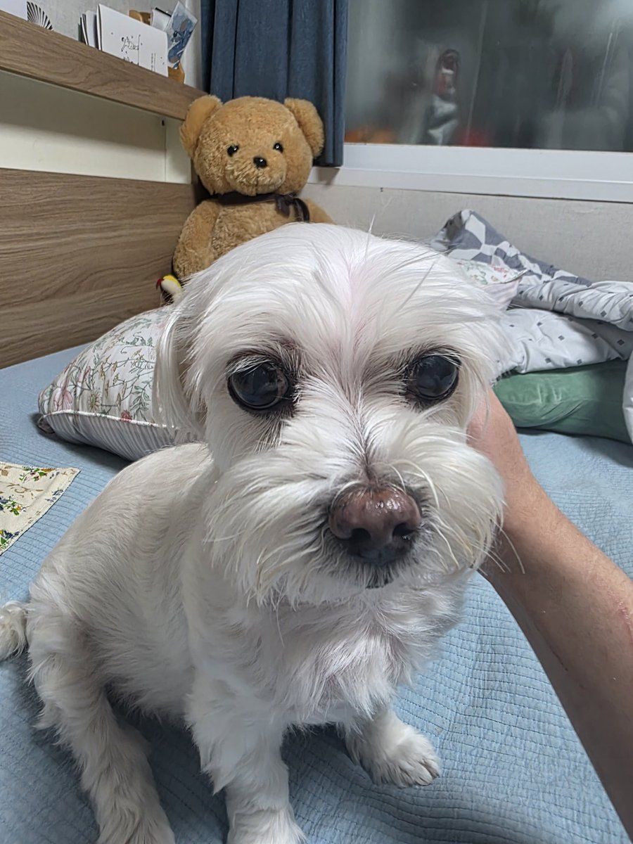 제미니Gemini【Re:Revolution】 tweet media