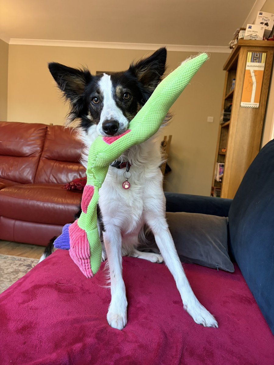 Puppy Bess and Auntie Kes tweet media