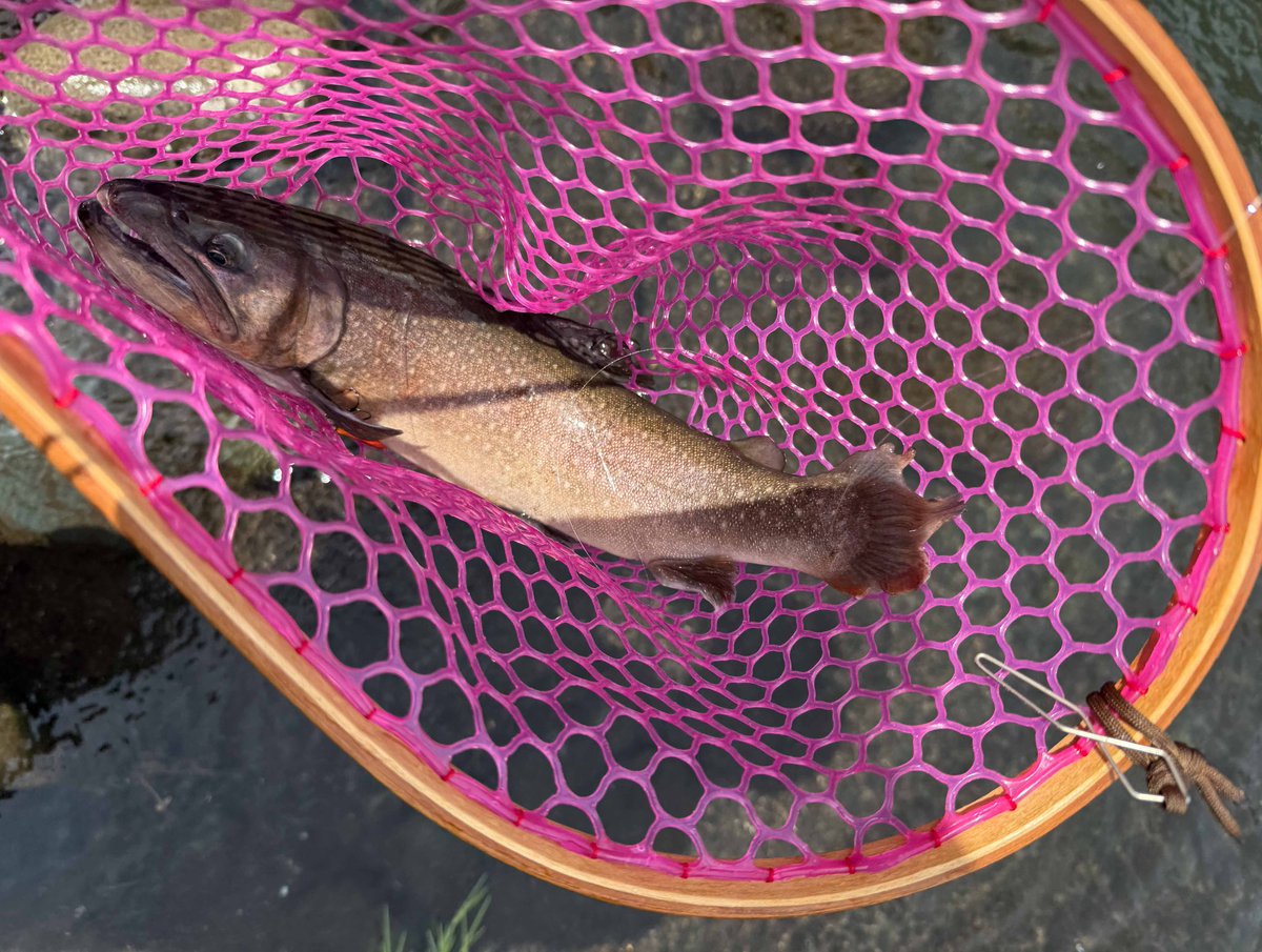 藤原🇯🇵”Bigfoot ∴”忍。 tweet media