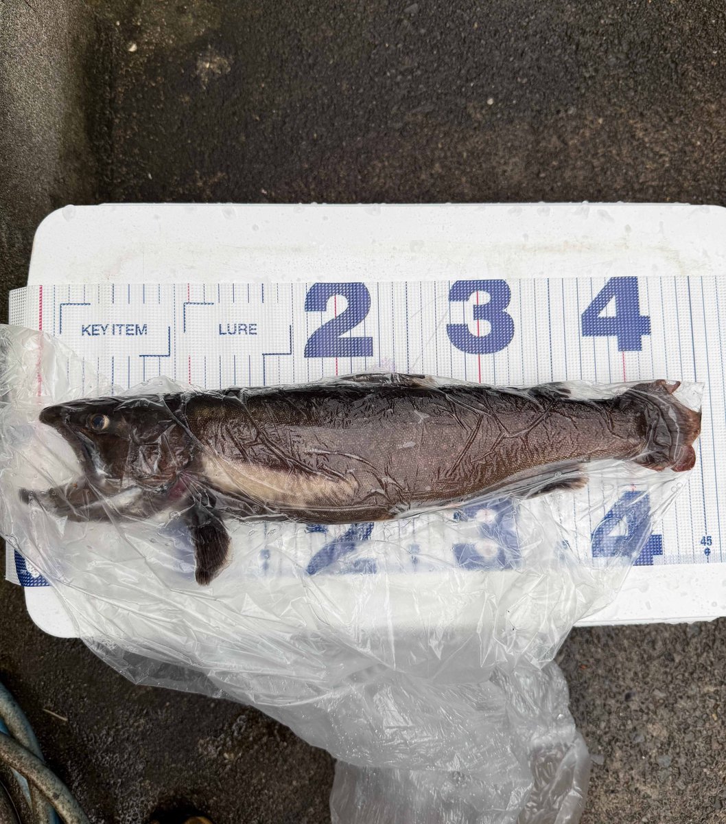 藤原🇯🇵”Bigfoot ∴”忍。 tweet media