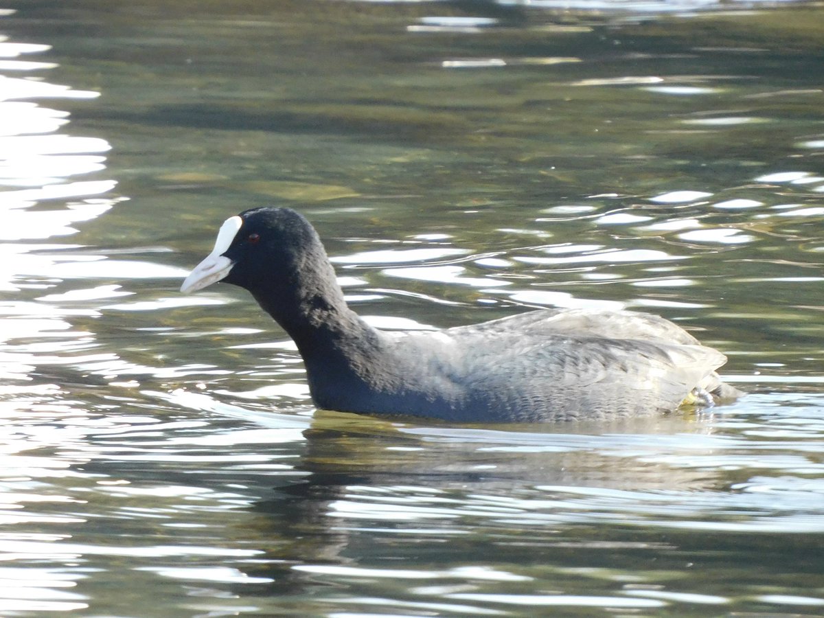 とりどり tweet media