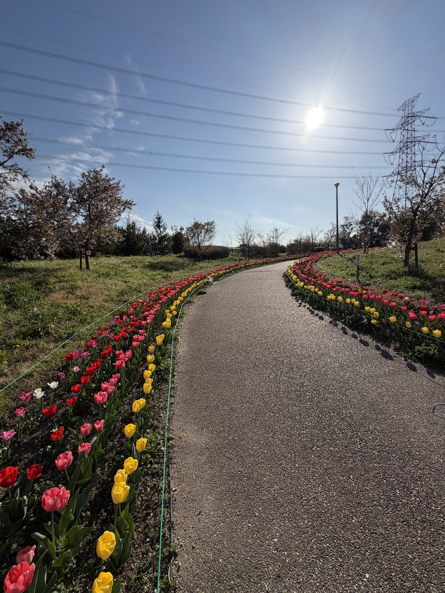 webtiki's tweet photo. チューリップロードもキレイだな🌷 https://t.co/DdCyg75vmY