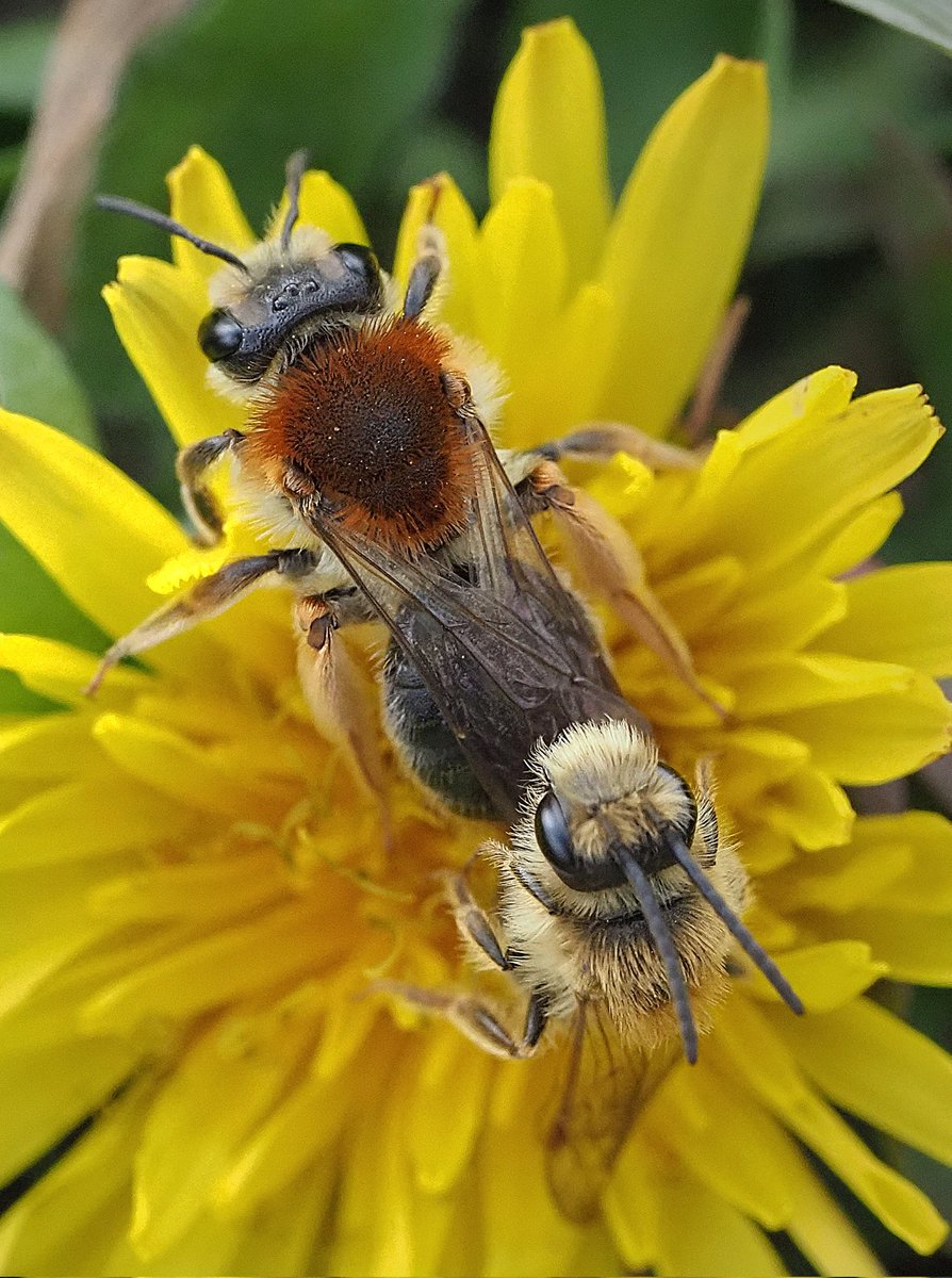 martado's tweet photo. The next generation of Orange-tailed mining bees (Andrena haemorrhoa) being created on the dandelions 🐝❤️🌼🌿 Happy Easter everyone!
#bees #wildlife #NatureBeauty #wildflower #pollinators #NaturePhotography #insect #spring #naturelovers #flower #nature #wildflowerhour https://t.co/1dimhbShWI