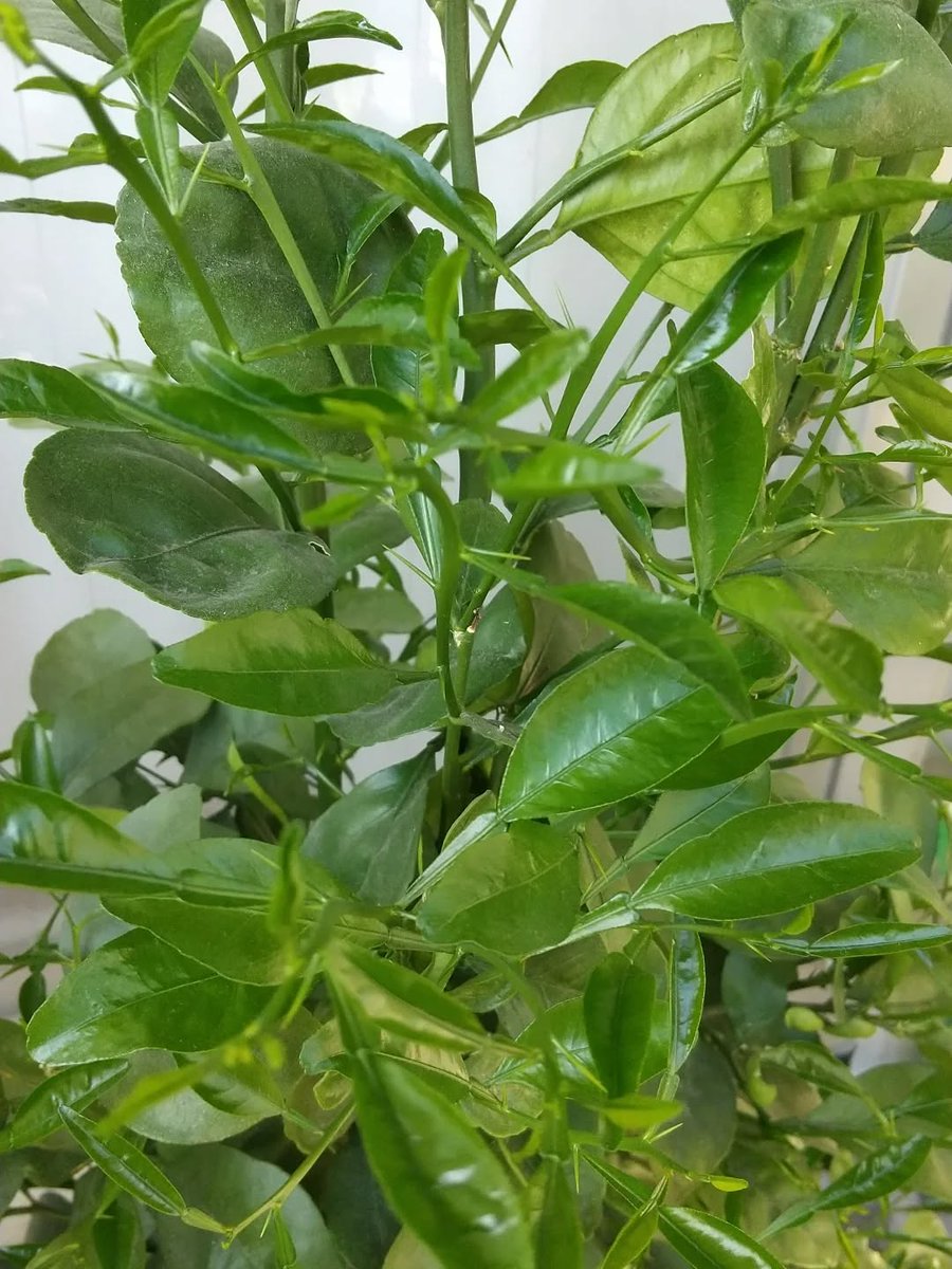 レーズン堂　てぃんちょ tweet media