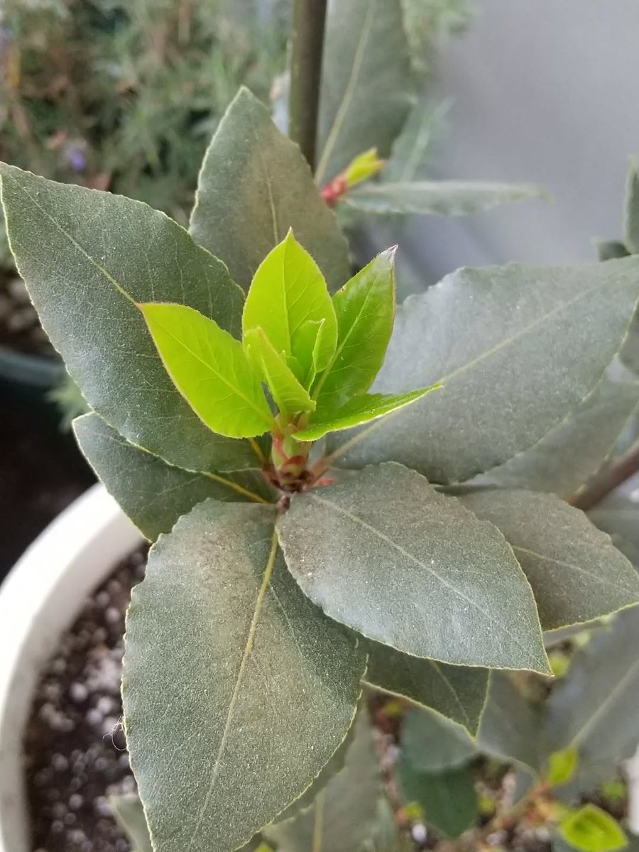 レーズン堂　てぃんちょ tweet media