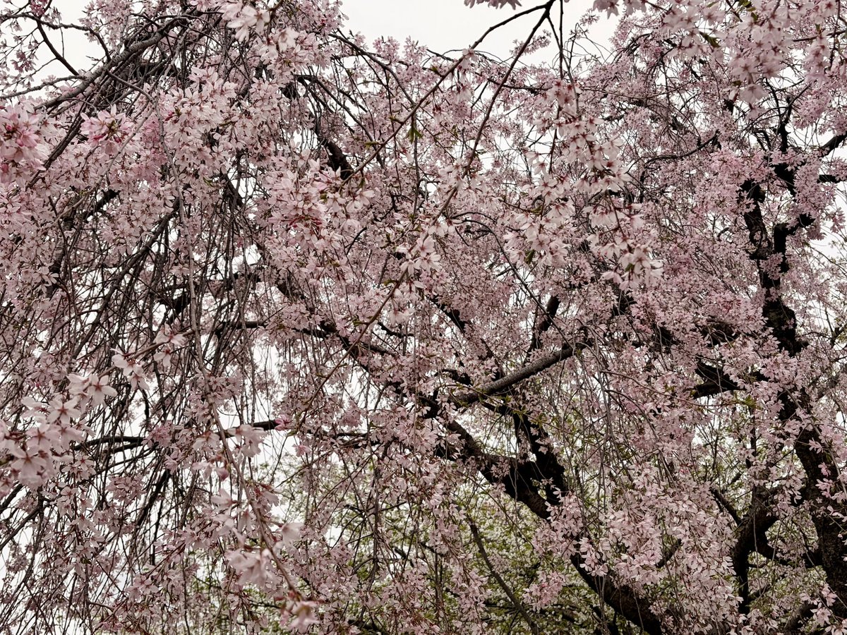 9noyaの次は9月 tweet media