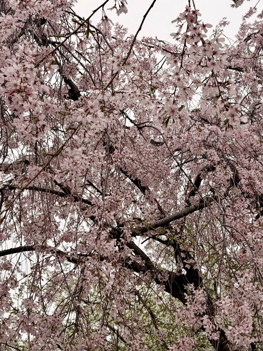 9noyaの次は9月 tweet media