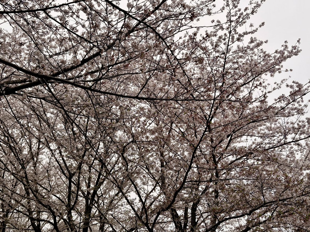 9noyaの次は9月 tweet media