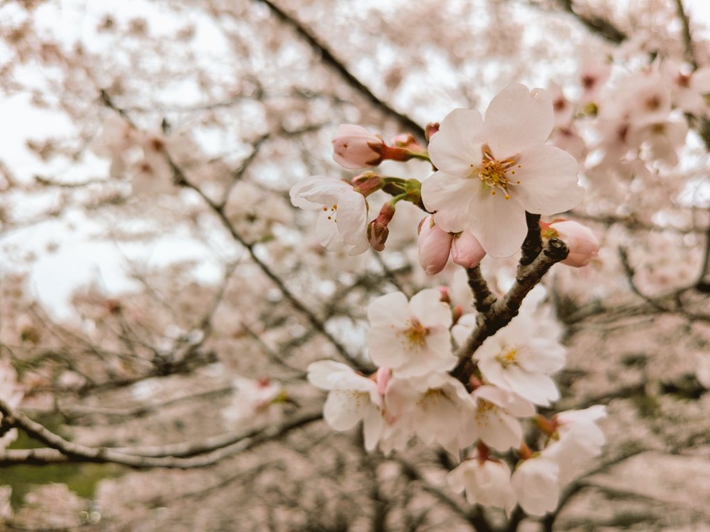 karushione's tweet image. おそくほ】今日は急遽ですが虎山🌸へカメラしに行きました🌸
会えた方、写メしてくれた方ありがとうございます😊
ぱちさんﾌﾘﾚﾝ @paciiiko_777
