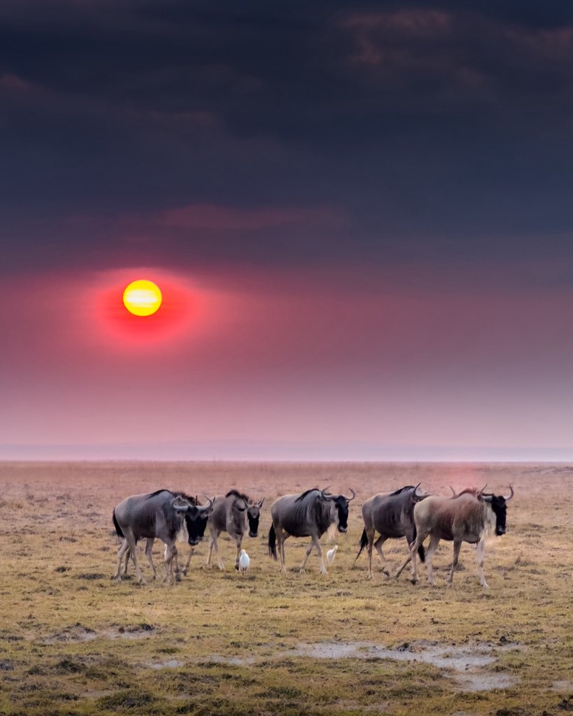 trikansh_sharma's tweet image. When sky makes everything so fascinating. 

Landscape of Kenya is beyond beauty.😻
#shotoniphone