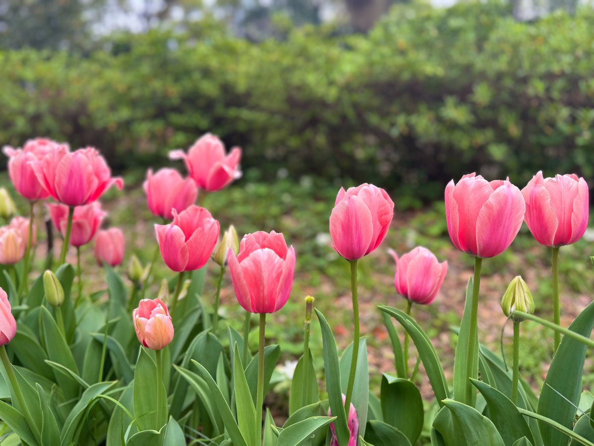 森めぐ/ tiny tiny tweet media