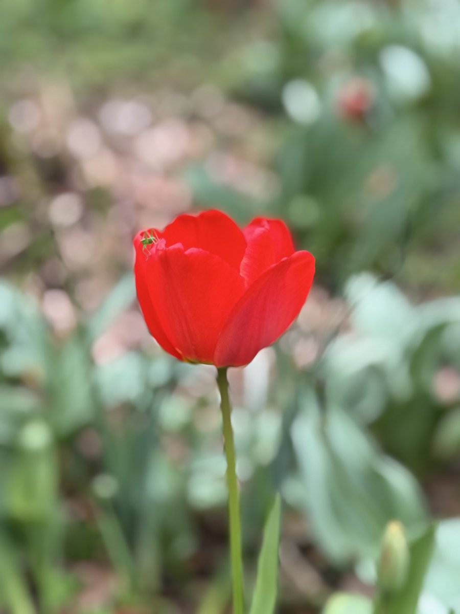 森めぐ/ tiny tiny tweet media