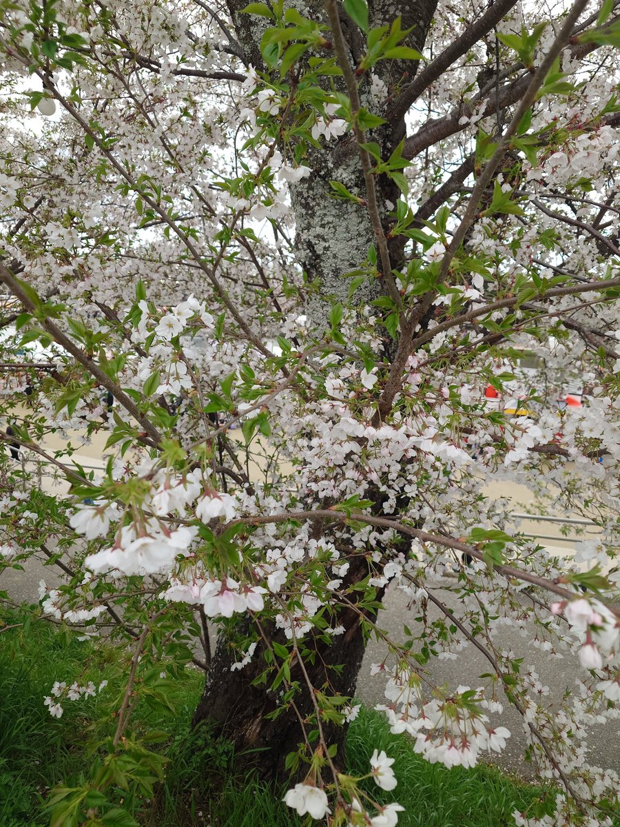 SionIsaha槍鯖〜Grimoire tweet media