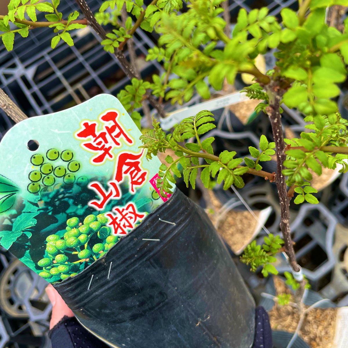 ばり@🐸🥫彩の国配達員 tweet media