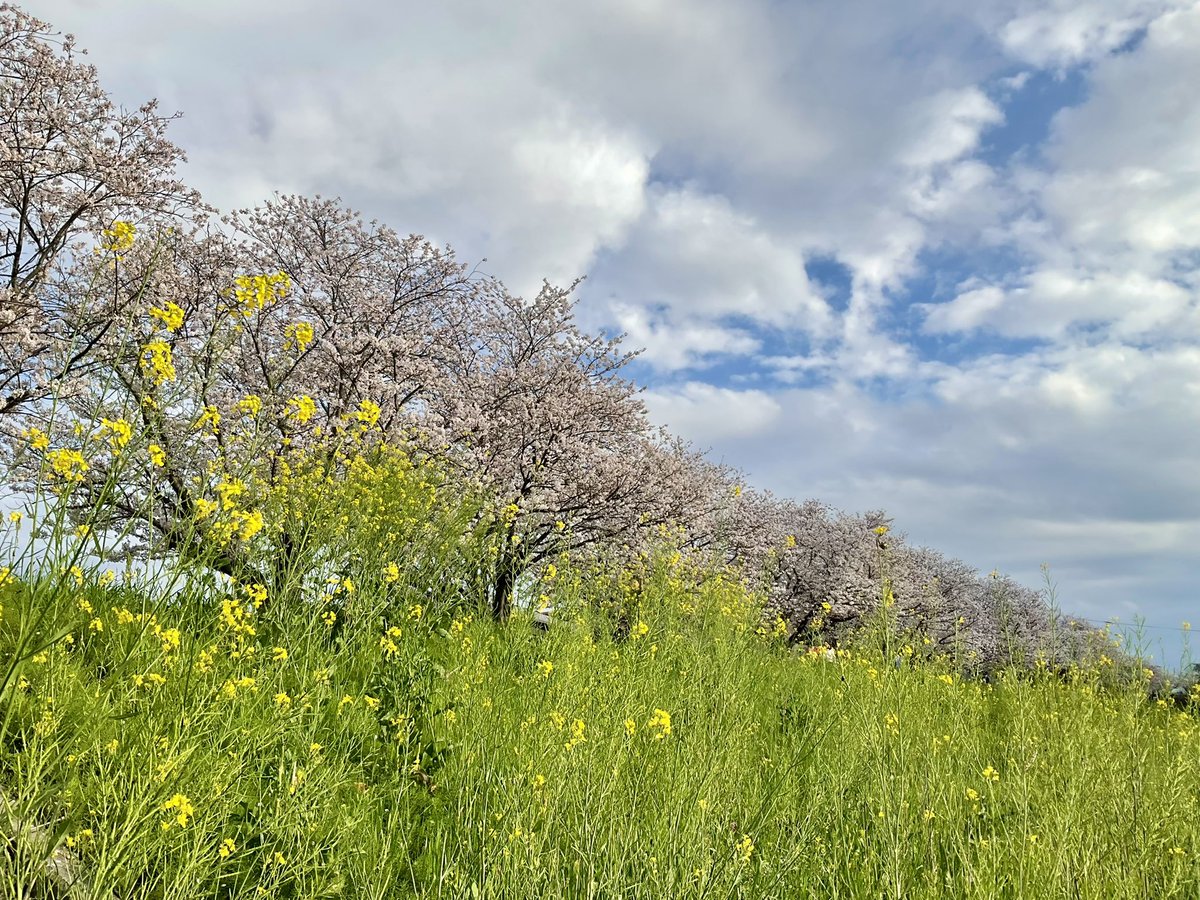 はっしゃん@株Biz tweet media
