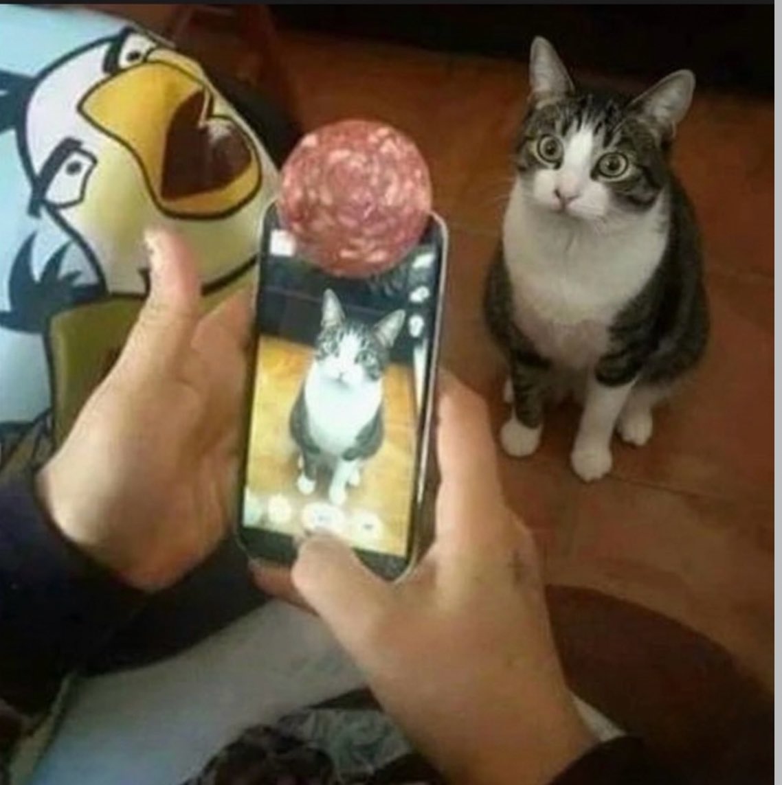 gatos fazendo gatices tweet media