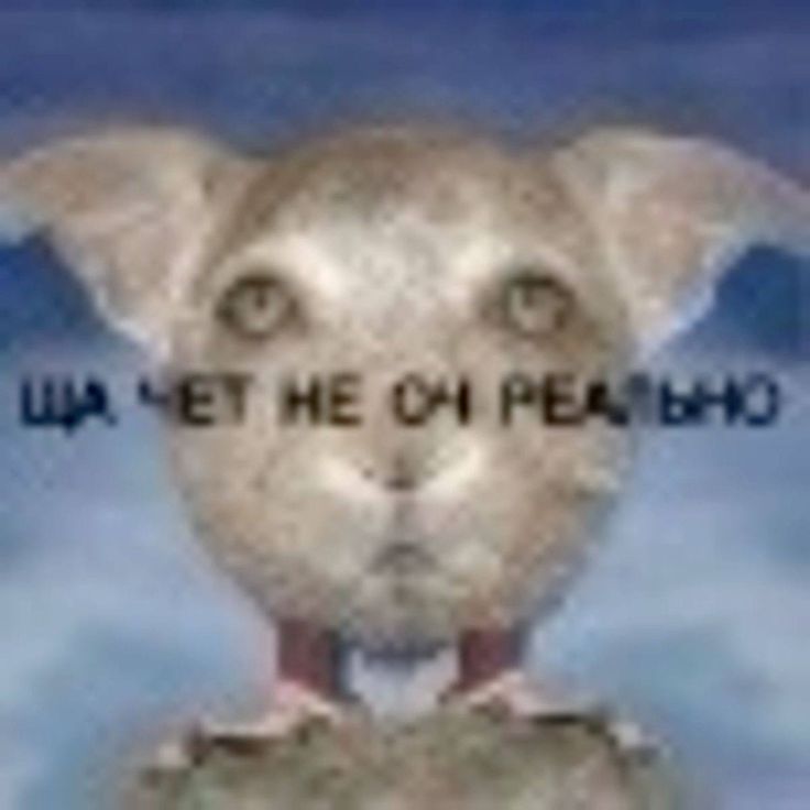 Xxrof☆ tweet media