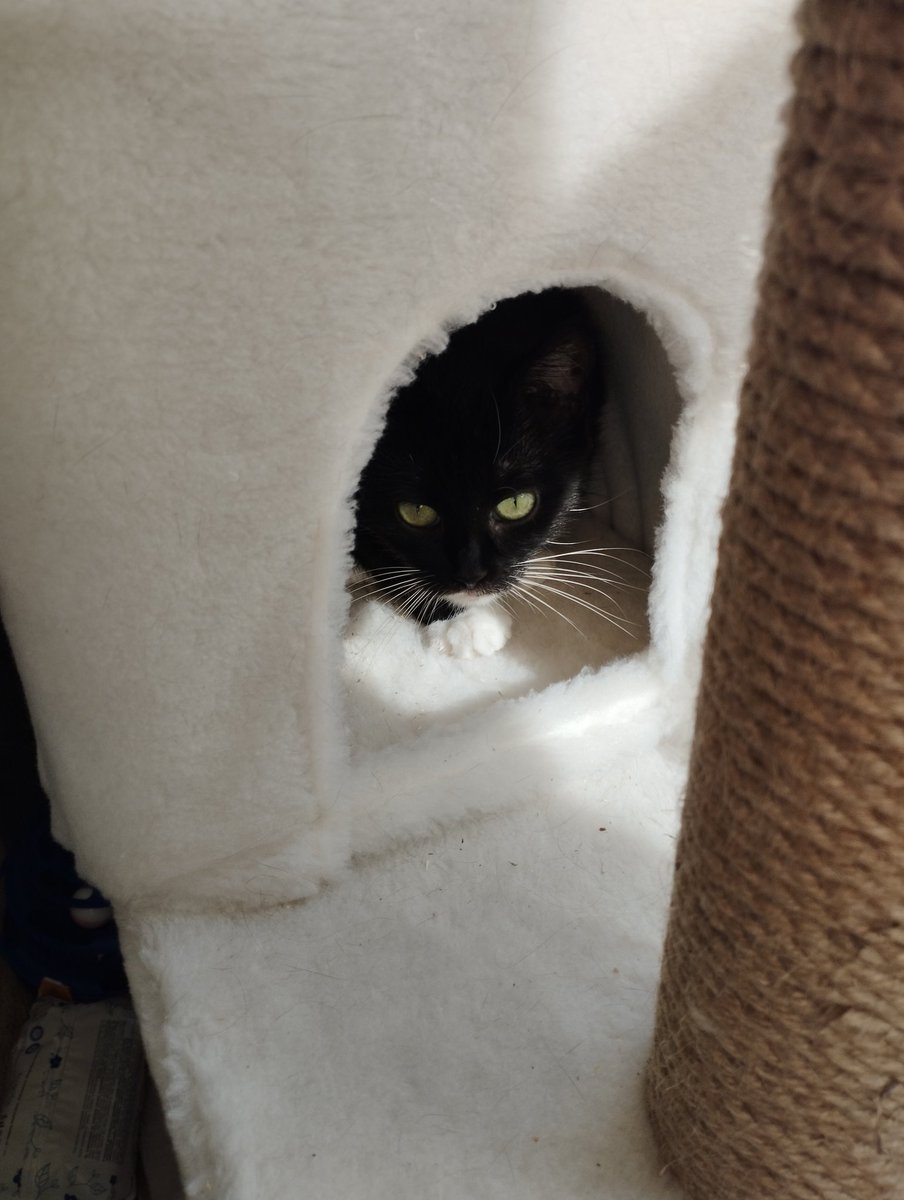 улиточка Гэри, мяу tweet media