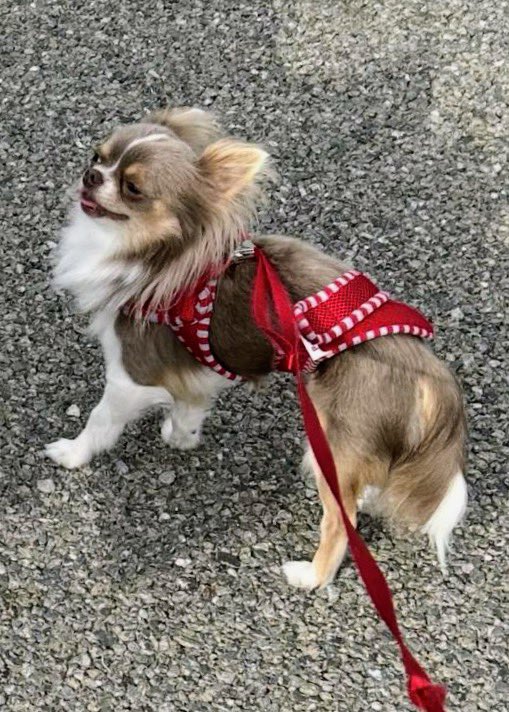 gY2TiUbn6e8e6KL's tweet photo. 🐶🆘【#福岡県迷子犬】🎈
🔷2026.3.24⏰22時台
🔴福岡市東区香椎照葉7丁目3
▶︎香椎照葉北公園（通称:バナナ公園）近くから逸走〝福（ふく）君♂〟を探しています🐾
🍀ふく君発見に皆様のお力をお貸しください🙇‍♂️
#迷子犬 #福岡市 #香椎照葉
#バナナ公園 #チワワ迷子 #ふく君
https://t.co/3LRmd4BMSY https://t.co/hBFAVc38NE