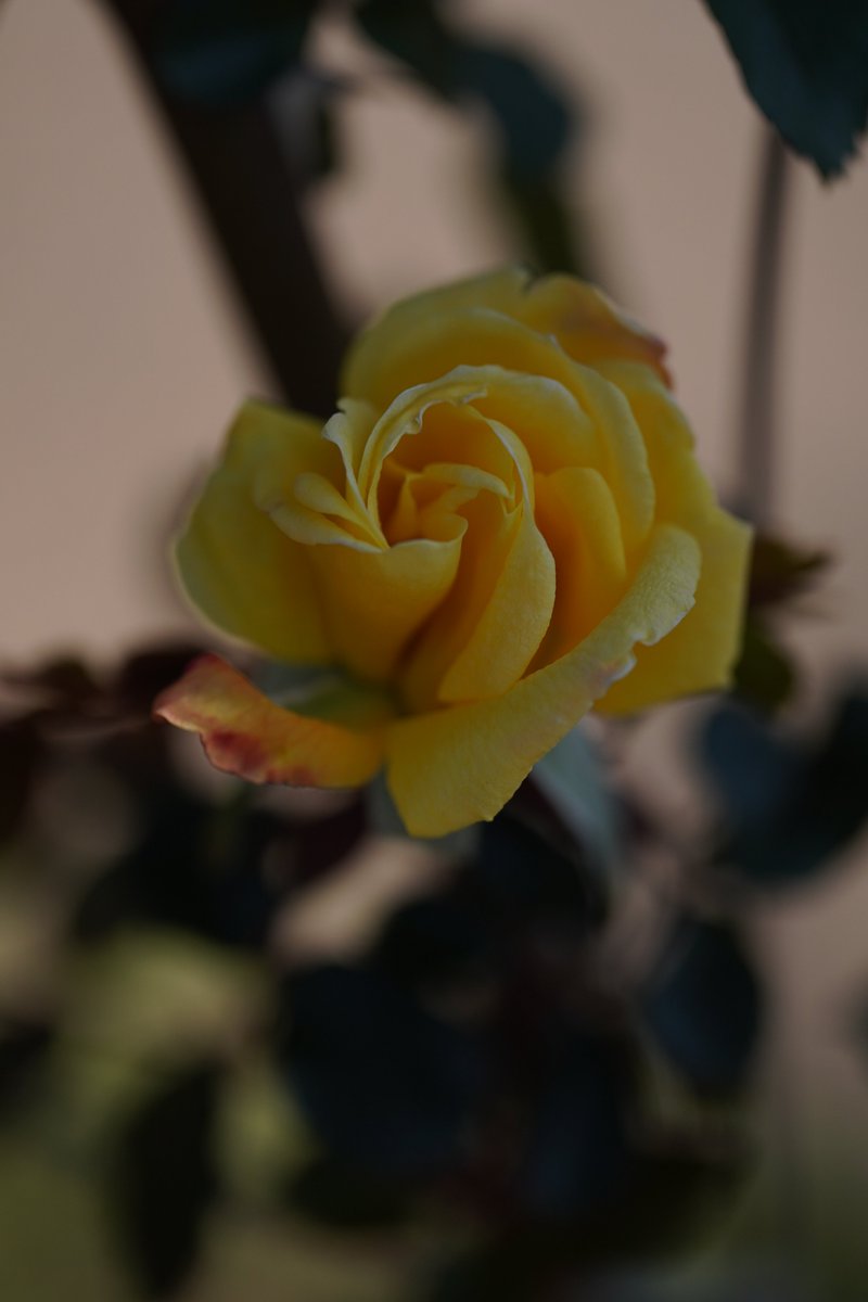 jerritama🐈🐟🐈 tweet media