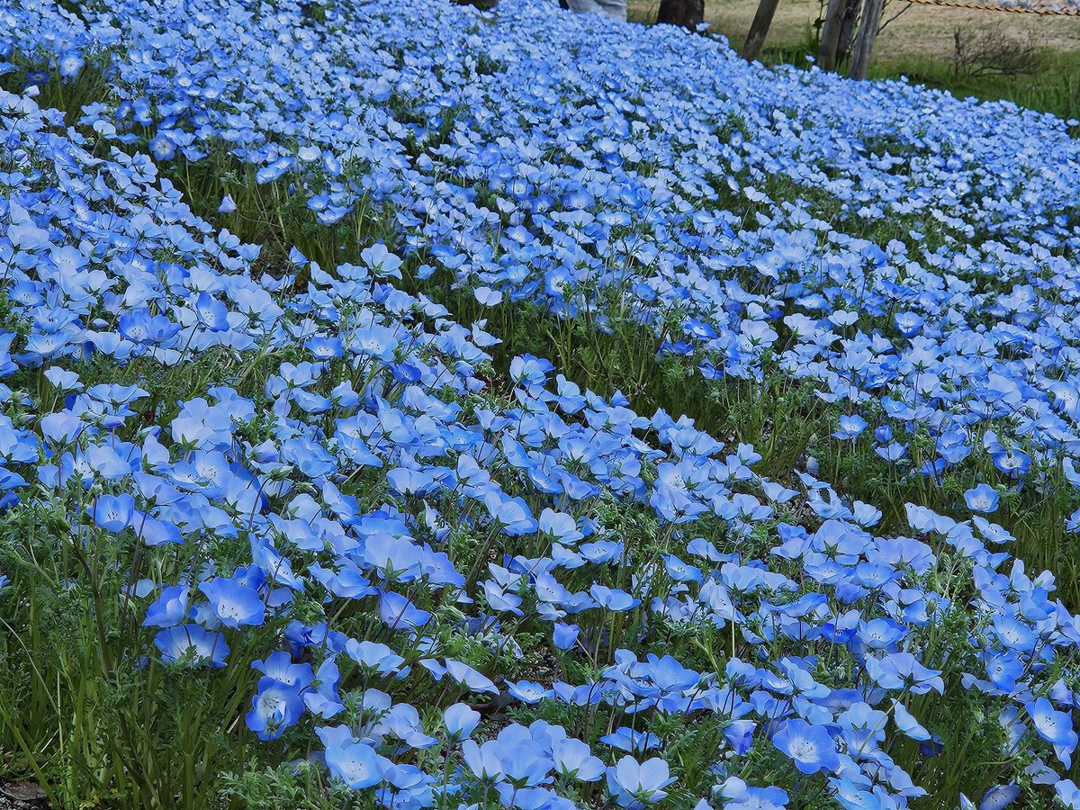 svr5000's tweet photo. ゆとり公園。桜も満開。 https://t.co/UrLk0jLDIr
