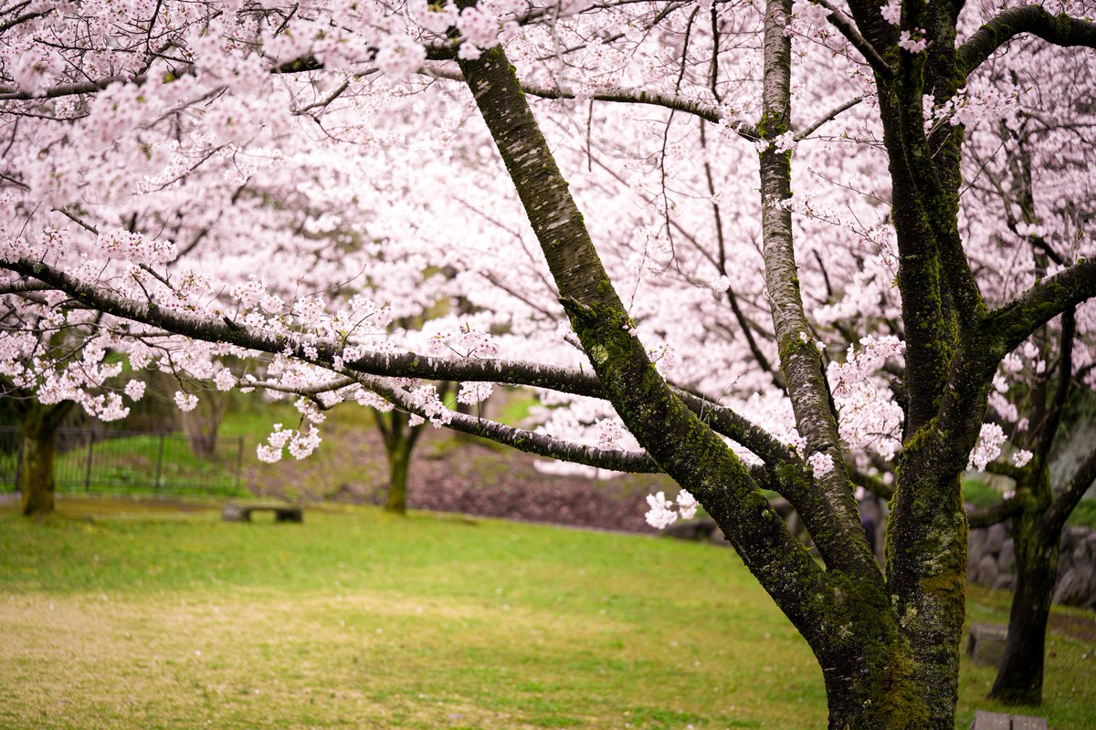 さはら tweet media