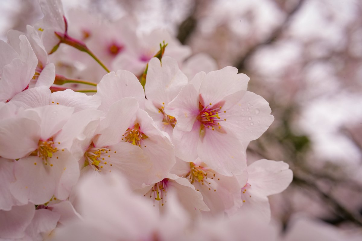 さはら tweet media