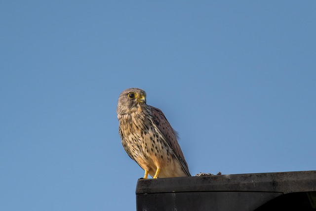 Frederick Green tweet media