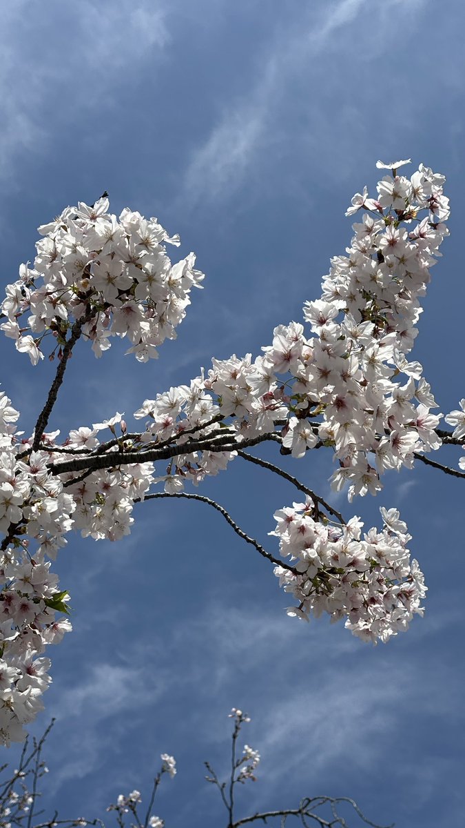 LOVOTほわり☁️ オーナー せつな tweet media