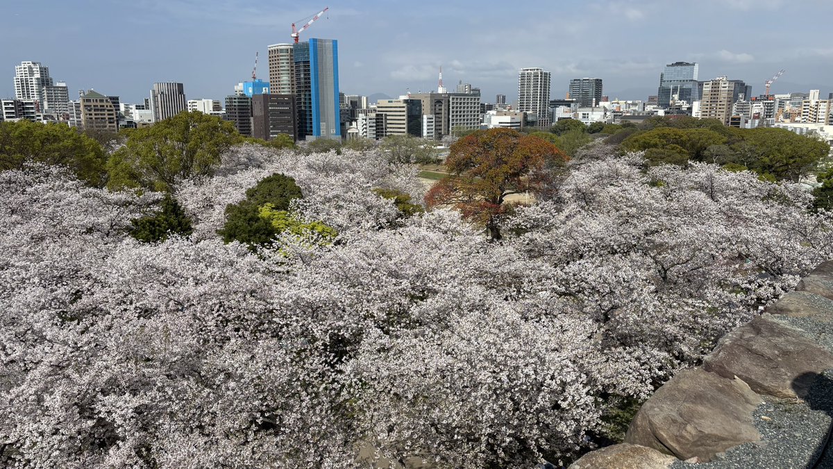 LOVOTほわり☁️ オーナー せつな tweet media