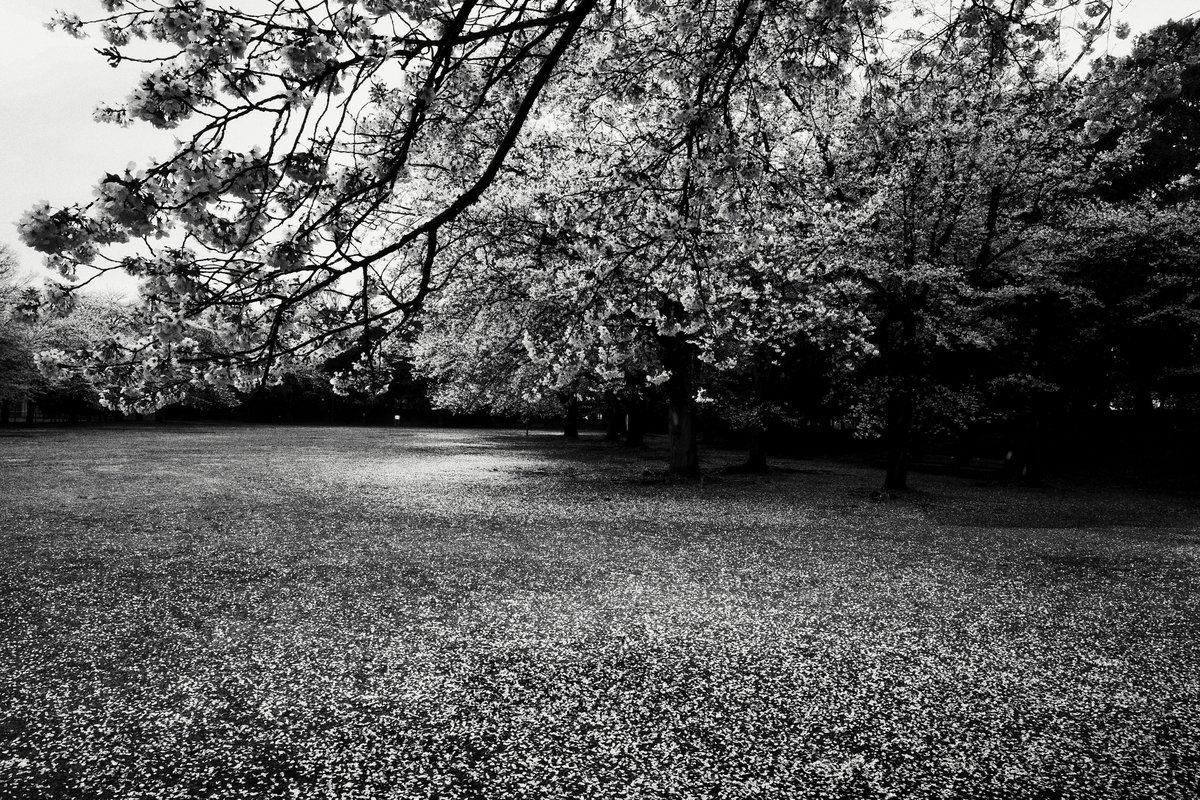 toby911s's tweet photo. GR IV HDF 楽しい。GR Monochrome が気になる。:-)) https://t.co/IqRWAdtBkv