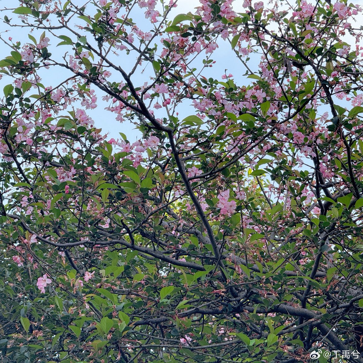 Ding 宝宝 tweet media