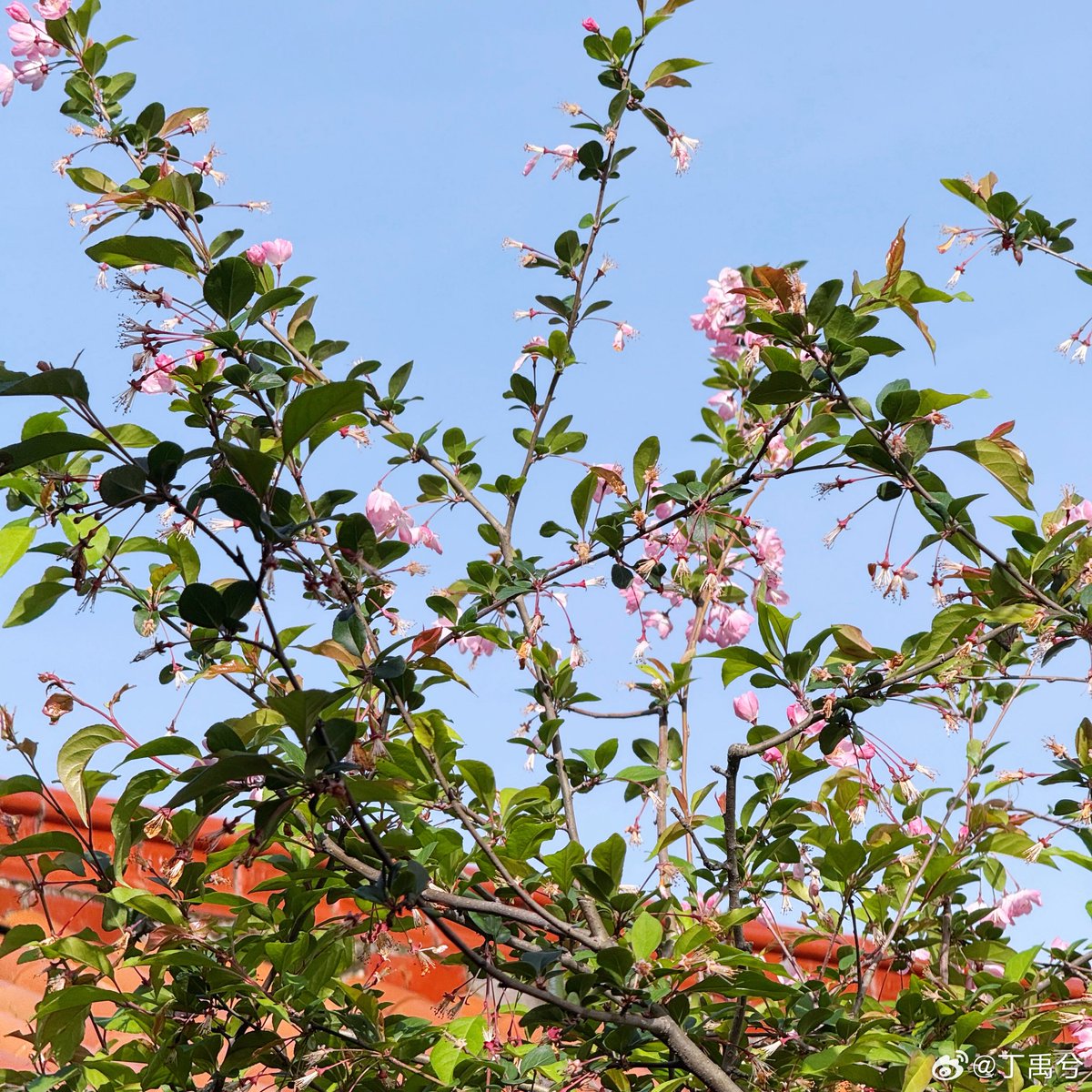 Ding 宝宝 tweet media