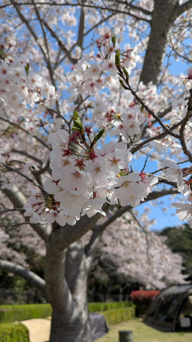 ねこすけ軍曹 tweet media