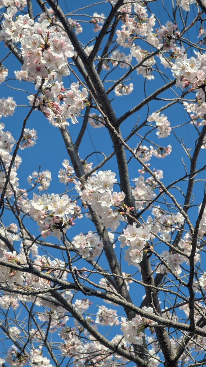 ねこすけ軍曹 tweet media