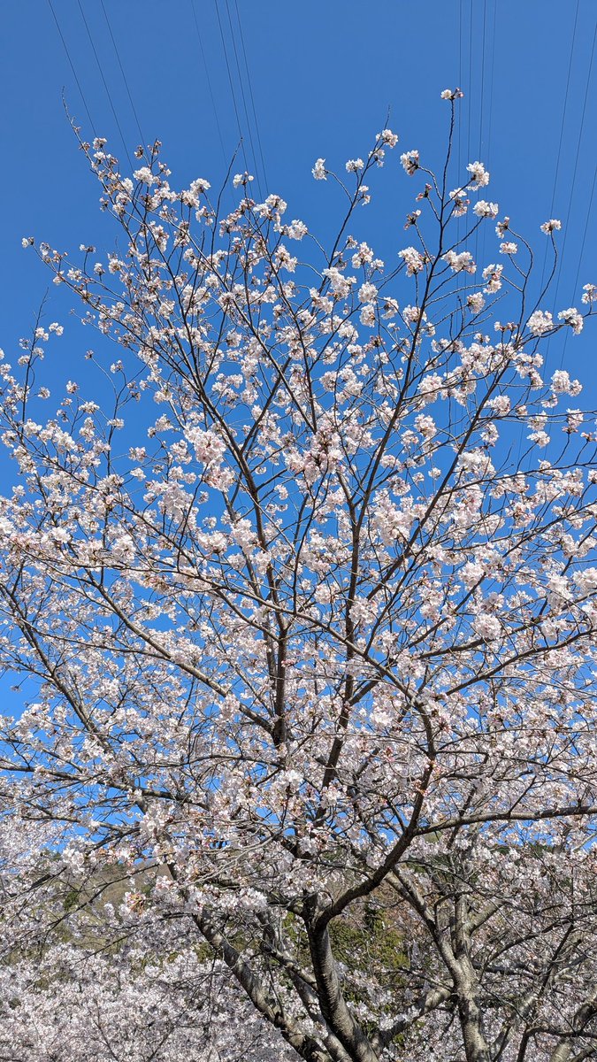 ねこすけ軍曹 tweet media