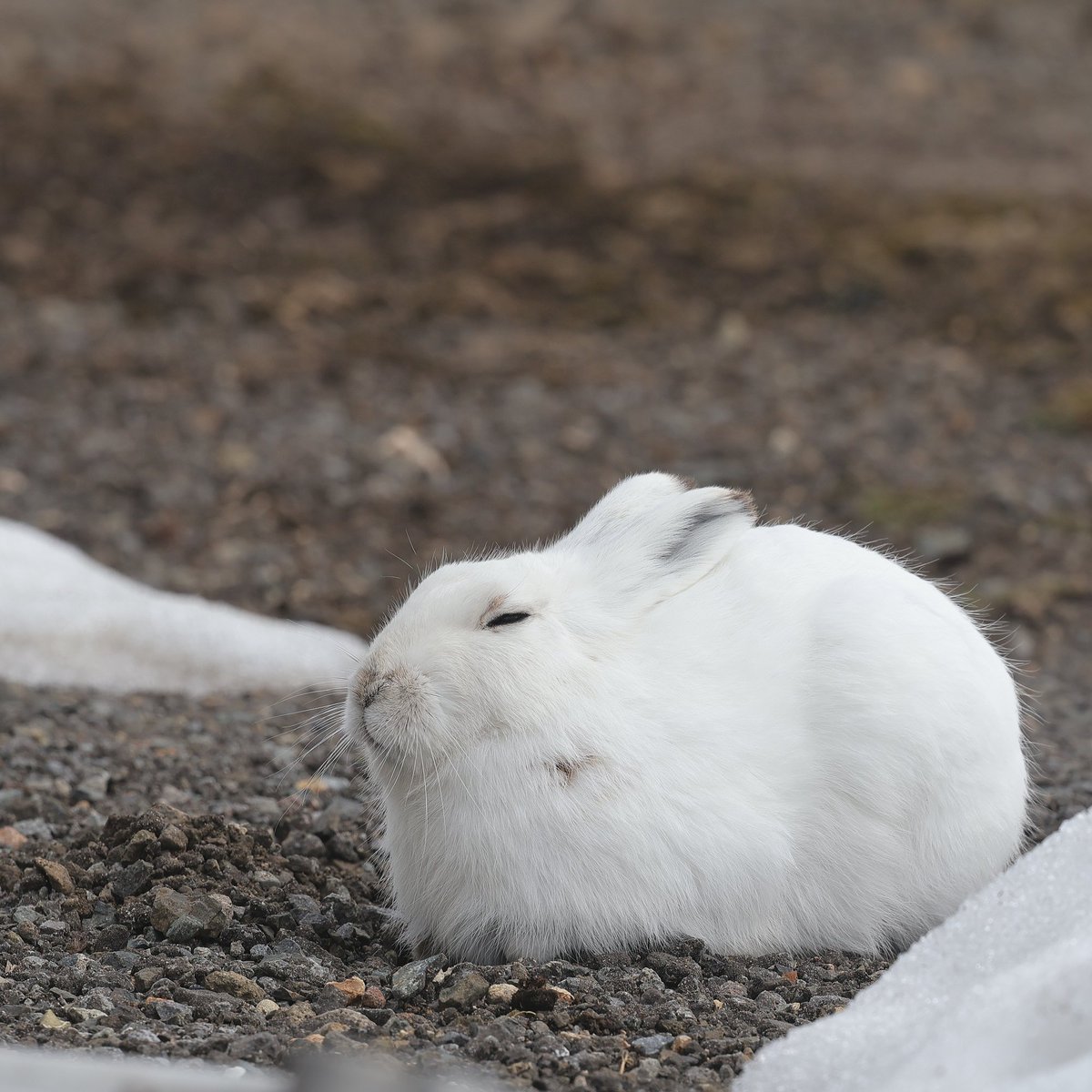 びえいハスカップファーム tweet media