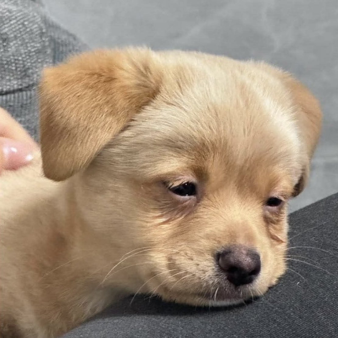 เบ๊บ tweet media