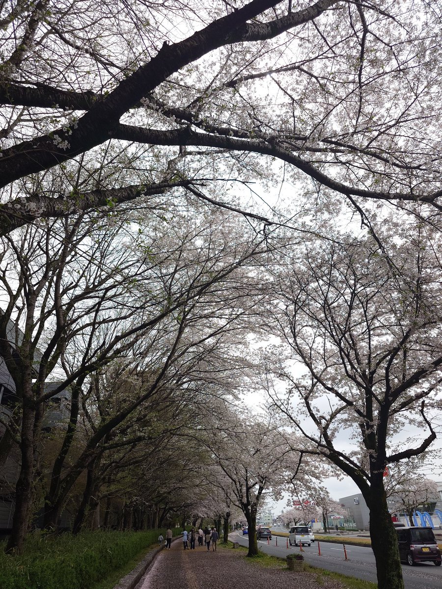 drybasil's tweet photo. 次は茨城県庁。
晴れてなかったのがちょっと残念だったけど、昨夜の嵐でも散りきらなくて桜が見れて良かった。 https://t.co/O4qkH94CQe