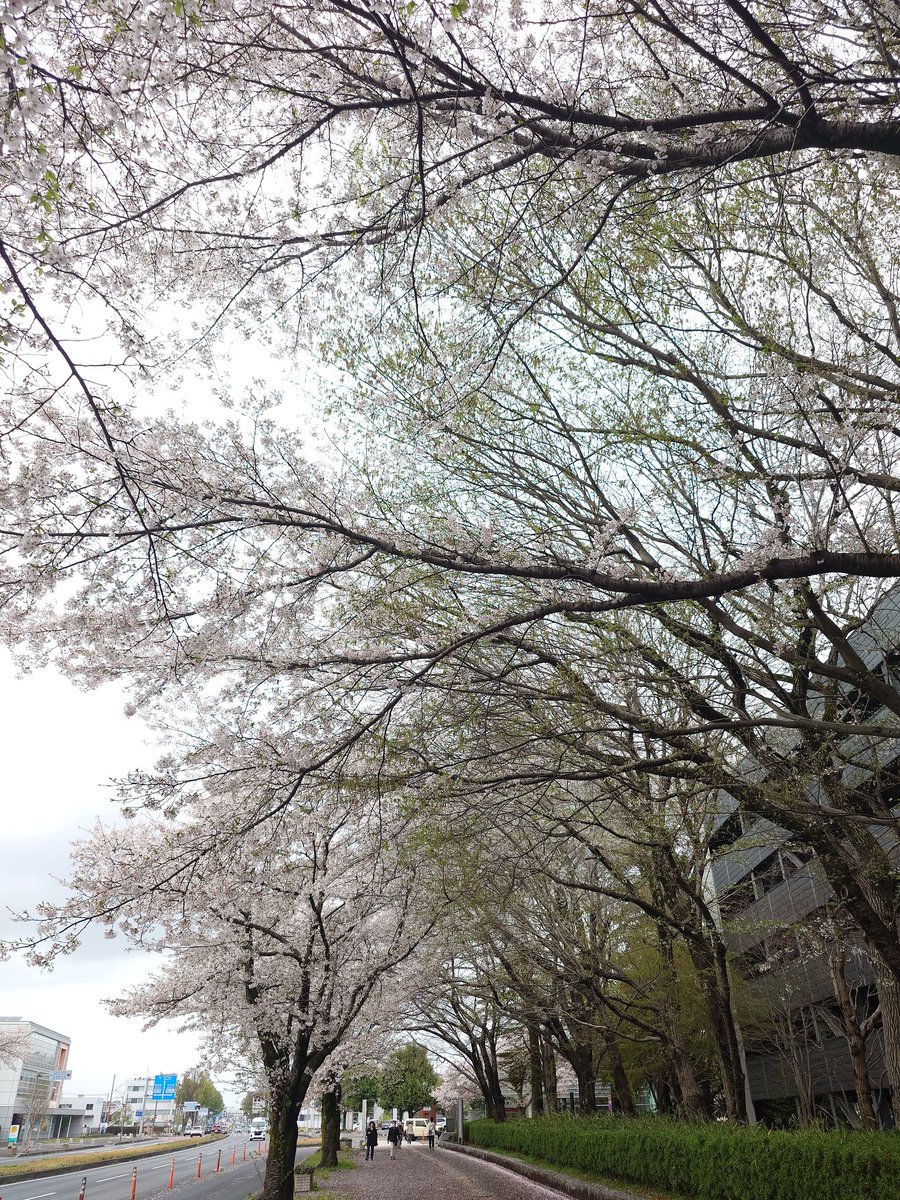 drybasil's tweet photo. 次は茨城県庁。
晴れてなかったのがちょっと残念だったけど、昨夜の嵐でも散りきらなくて桜が見れて良かった。 https://t.co/O4qkH94CQe