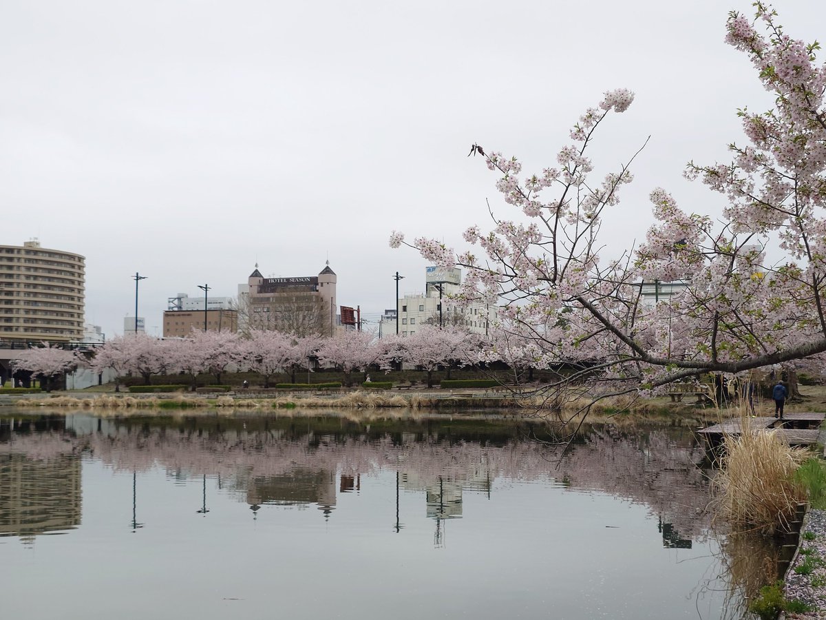 drybasil's tweet photo. 陽気につられて水戸をふらふらと桜散歩してきた。
先ずは千波湖。 https://t.co/8eY7jv5H3D